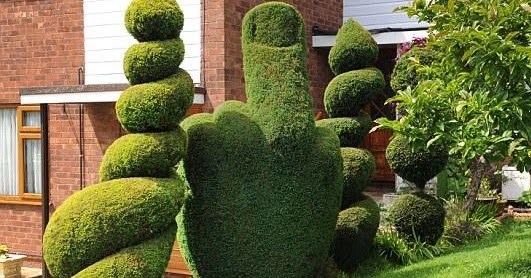 Finger bush.jpg